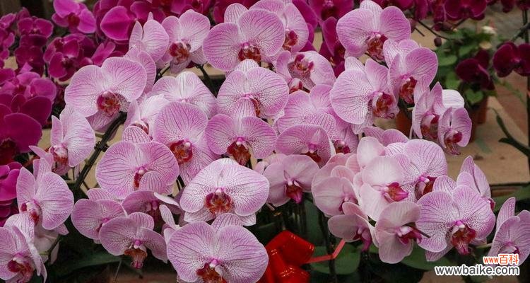 优雅与自由的象征 蝴蝶兰的代表意义