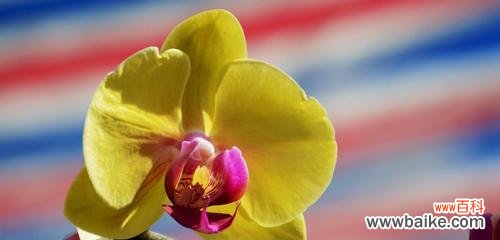优雅与自由的象征 蝴蝶兰的代表意义