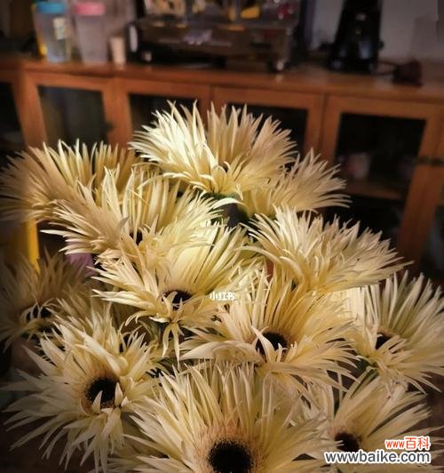 探寻花朵中的父爱 父爱之花