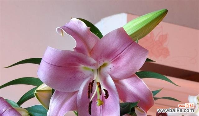 用花的语言表达感激之情 感恩之花——花语代表感恩的花