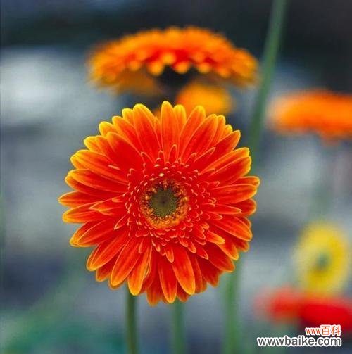 感恩有你 感谢之花,传递心意的芬芳