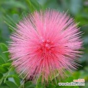 吉祥之花盛开 花开好运，喜庆花韵