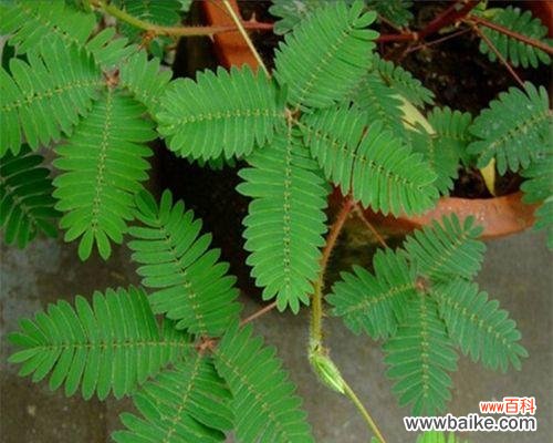 探秘代表害羞的花朵 害羞花的花语及意义