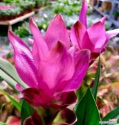 以高洁的花为主题 高洁之花