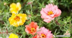 用鲜花传递积极向上的心情 以积极向上的花花语传递正能量