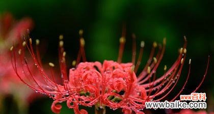 以花语表达怀念之情——用花来诉说你心中的思念 怀念的花——花语中的思念