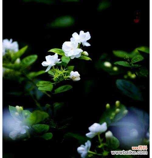 一朵茉莉花语是什么？它代表了哪些情感？