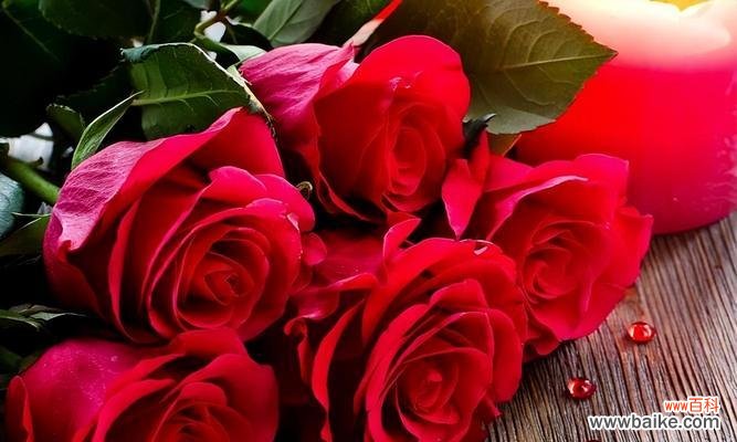 红玫瑰花送给女生的意义是什么?