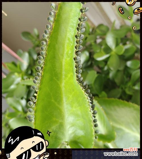 不死鸟绿植的花语有何含义？