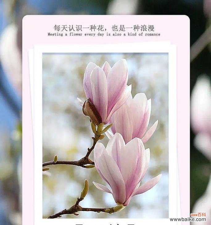 如何查找特定花的花语?花语中有哪些常见的象征意义?