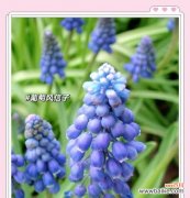 与可爱相关的花语有哪些？