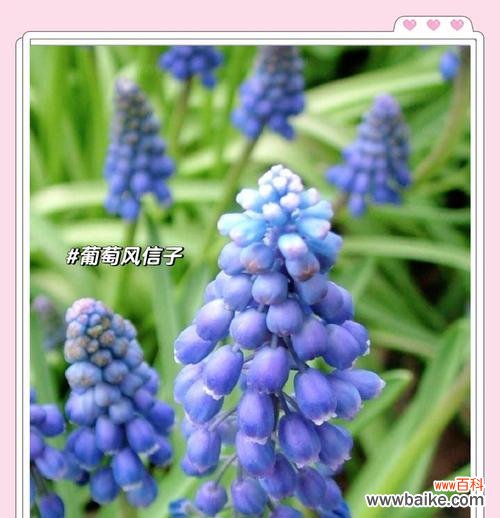 与可爱相关的花语有哪些？