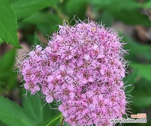 与可爱相关的花语有哪些？