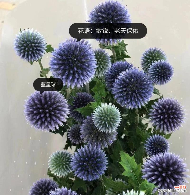 与可爱相关的花语有哪些？