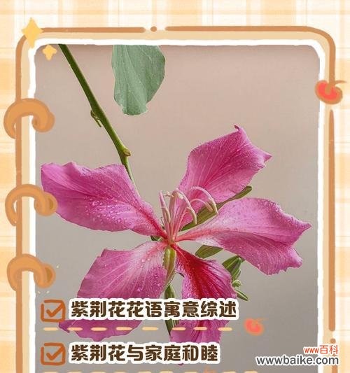 认识花的品种和花语是什么？如何通过花语表达情感？