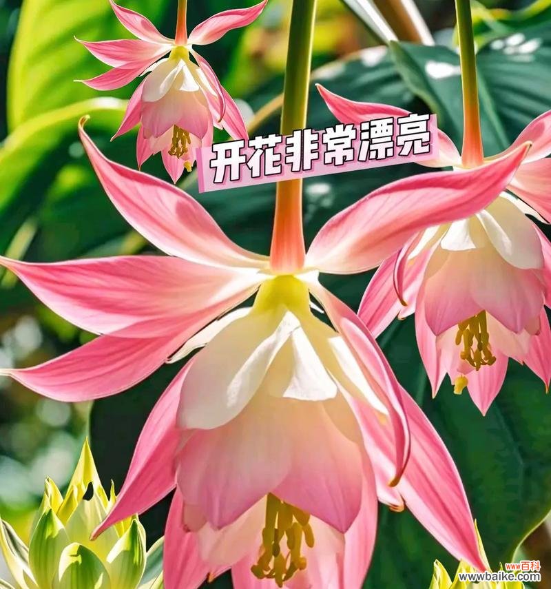 售卖宝莲灯的寓意和花语是什么？它代表了什么？