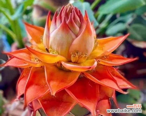 售卖宝莲灯的寓意和花语是什么？它代表了什么？