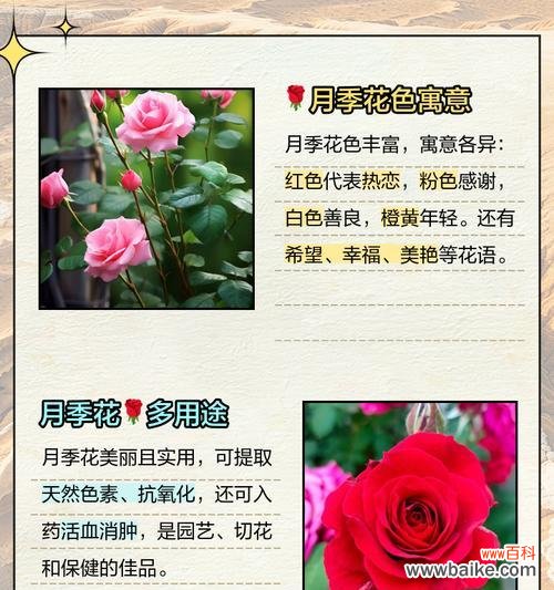 冷傲美艳的花语具体含义是什么？