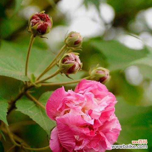 冷傲美艳的花语具体含义是什么？