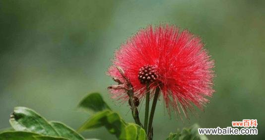 红色花代表什么?不同红色花朵的花语有何不同?