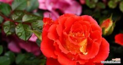 红色花代表什么？不同红色花朵的花语有何不同？