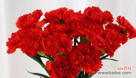 红色花代表什么?不同红色花朵的花语有何不同?