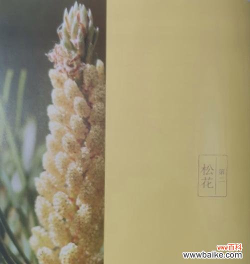 松树果果的花语代表什么含义?