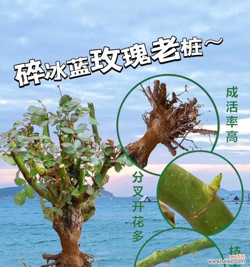 中国蓝玫瑰代表了哪种花语？