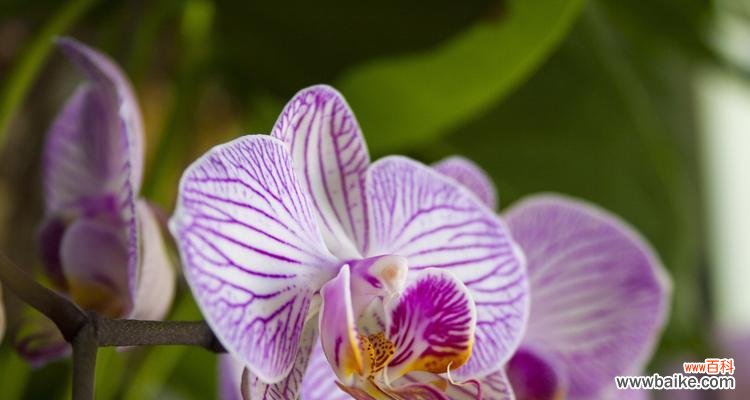 蝴蝶兰的意义、花语与传说 蝴蝶兰的寓意与象征之美