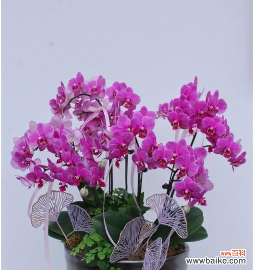 蝴蝶兰的意义、花语与传说 蝴蝶兰的寓意与象征之美