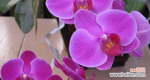 蝴蝶兰的意义、花语与传说 蝴蝶兰的寓意与象征之美