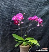 探索不同颜色蝴蝶兰的花语之旅 五彩斑斓的蝴蝶兰花语