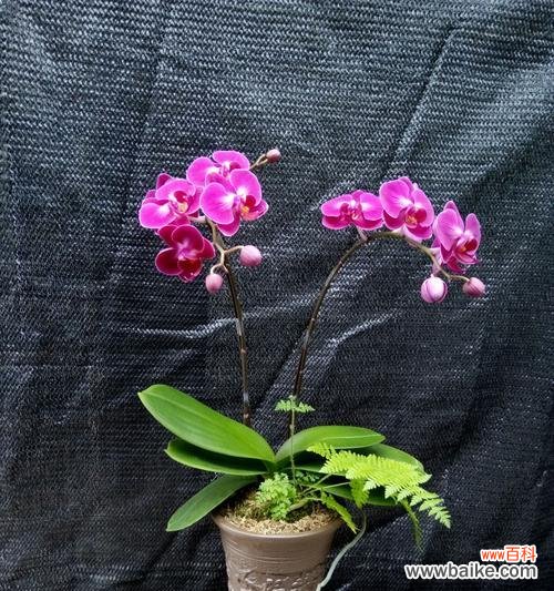 探索不同颜色蝴蝶兰的花语之旅 五彩斑斓的蝴蝶兰花语