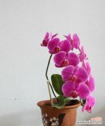 探寻蝴蝶兰花语，解读自然中的神奇传说 蝴蝶兰传说故事——花开寓意生命的奇迹