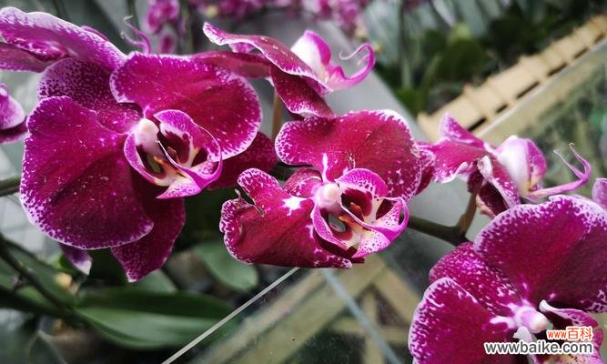 探寻蝴蝶兰花语，解读自然中的神奇传说 蝴蝶兰传说故事——花开寓意生命的奇迹