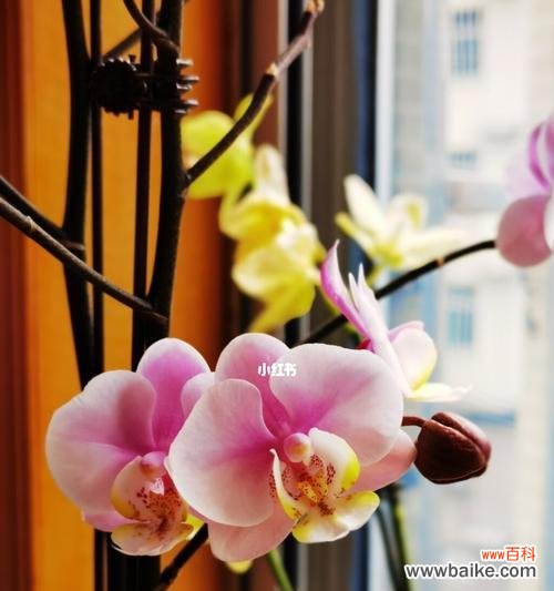 一朵美丽的花背后的深意 蝴蝶兰的含义与象征