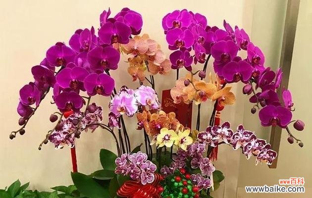 一朵美丽的花背后的深意 蝴蝶兰的含义与象征