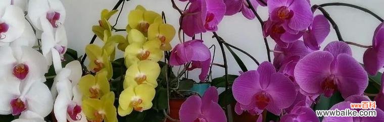 揭开蝴蝶兰背后的寓意与花语，解读这朵令人心驰神往的花朵 蝴蝶兰之美