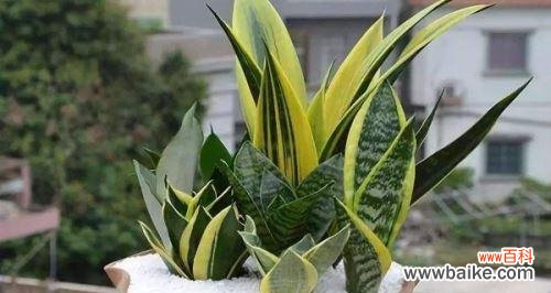 探索虎皮兰花的深层含义 虎皮兰花的花语与寓意