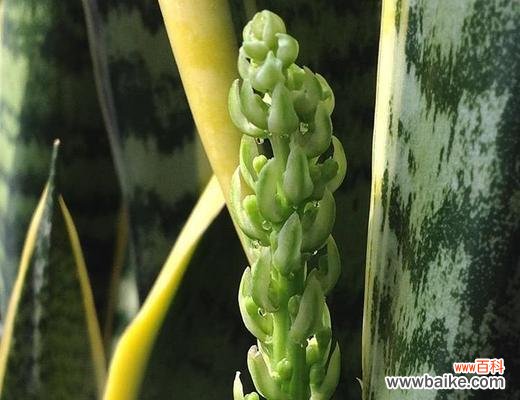 探索虎皮兰花的深层含义 虎皮兰花的花语与寓意