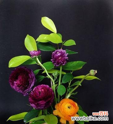 美丽花毛茛的隐藏花语与浪漫告白之道 花毛茛的花语