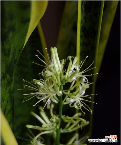 探索虎尾兰开花的奥秘,解读花朵背后的意义 虎尾兰开花的寓意与象征意义