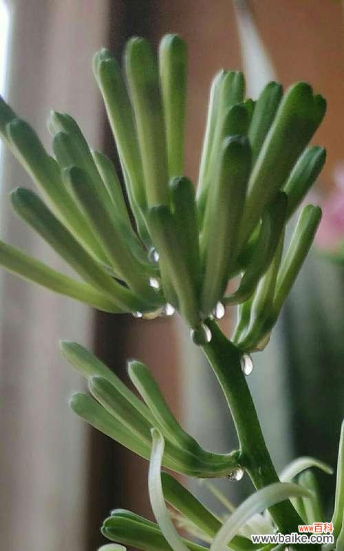 探索虎尾兰开花的奥秘,解读花朵背后的意义 虎尾兰开花的寓意与象征意义