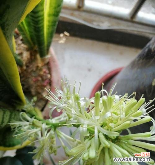 探索虎尾兰开花的奥秘,解读花朵背后的意义 虎尾兰开花的寓意与象征意义