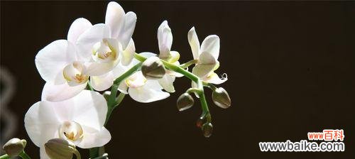 探寻蝴蝶兰的吉祥寓意和文化内涵 蝴蝶兰