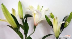 探索虎皮百合花语的深层含义及文化背景 虎皮百合花语