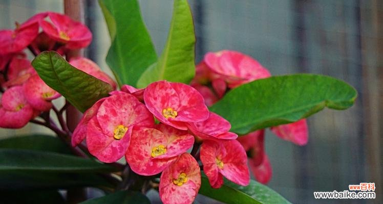 独具魅力的花卉艺术和文化遗产 虎刺梅花语,传承坚毅与美丽