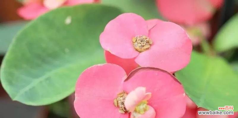 独具魅力的花卉艺术和文化遗产 虎刺梅花语,传承坚毅与美丽