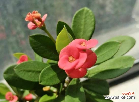 虎刺梅花语的传承与意义 虎刺梅——威严与希望的象征