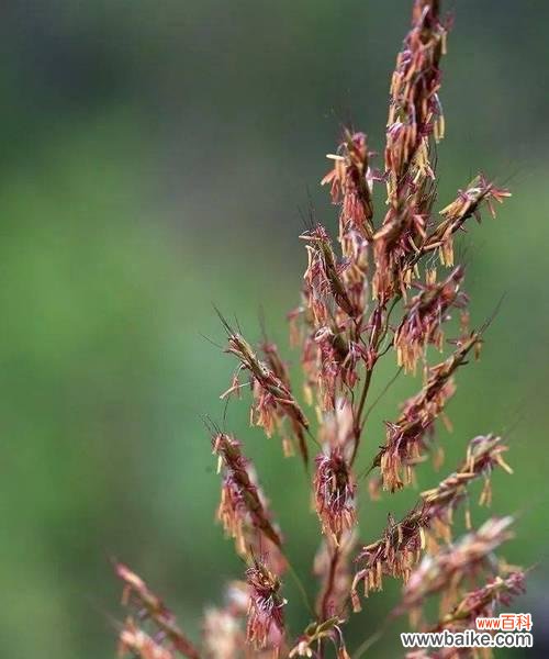 探索虎尾草的花语和意义 虎尾草的花语